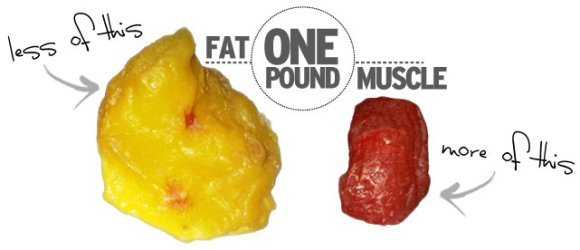 how_it_works_muscle_fat1